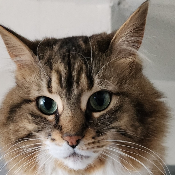 Meet your Posher, Felice - Picture 4 of 7